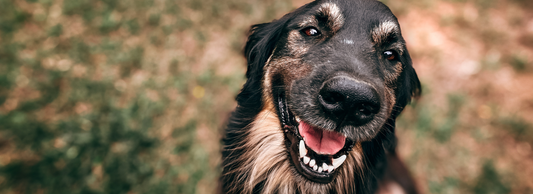 Unravelling the Mystery of Your Shaking Dog: 4 Reasons to Explore