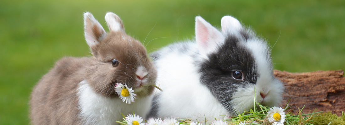 Hoppily Ever After: A Journey to Rabbit Contentment