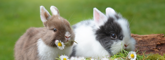 Hoppily Ever After: A Journey to Rabbit Contentment