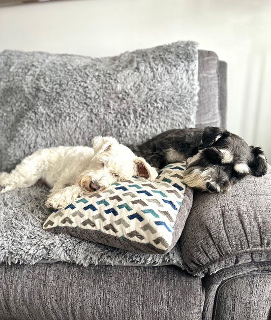 Assisting Your Dog with Separation Anxiety: Embracing Positive Strategies for Coping