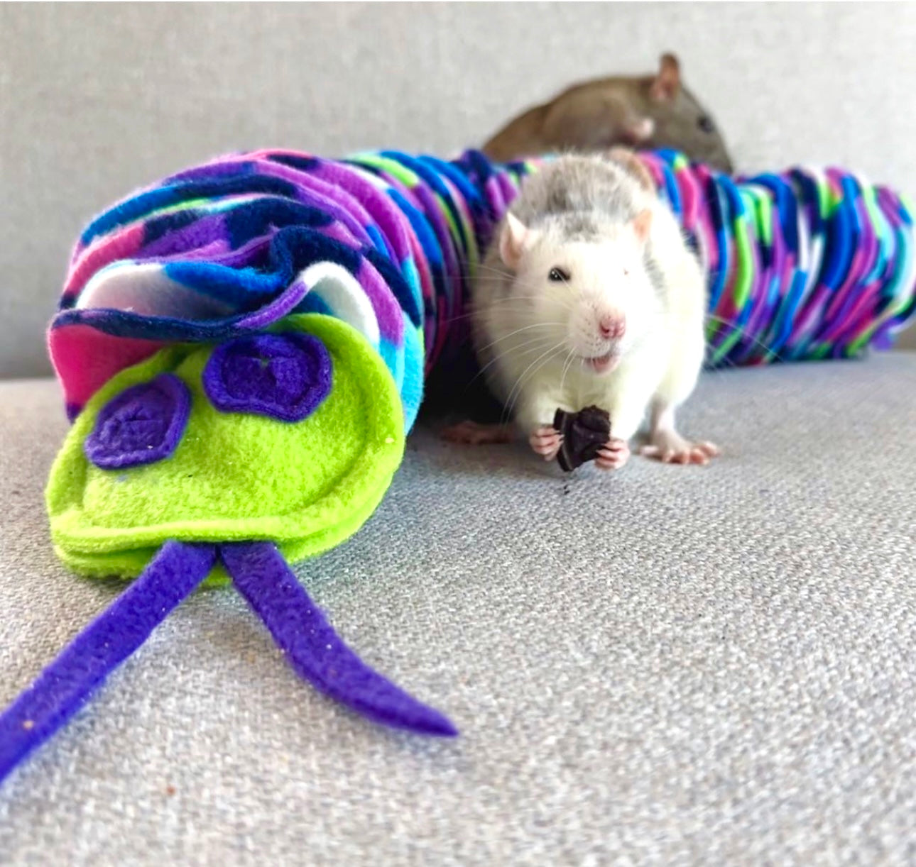 Rat tastic Fun Unveiling the Best Rat Toys for Your Curious