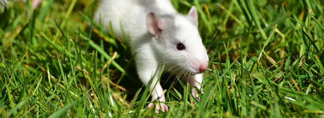 Rat-titude Adjustment: Understanding and Enhancing Rat Behaviour