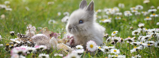 Rabbit Routines: Tips for Providing the Ultimate Rabbit Care
