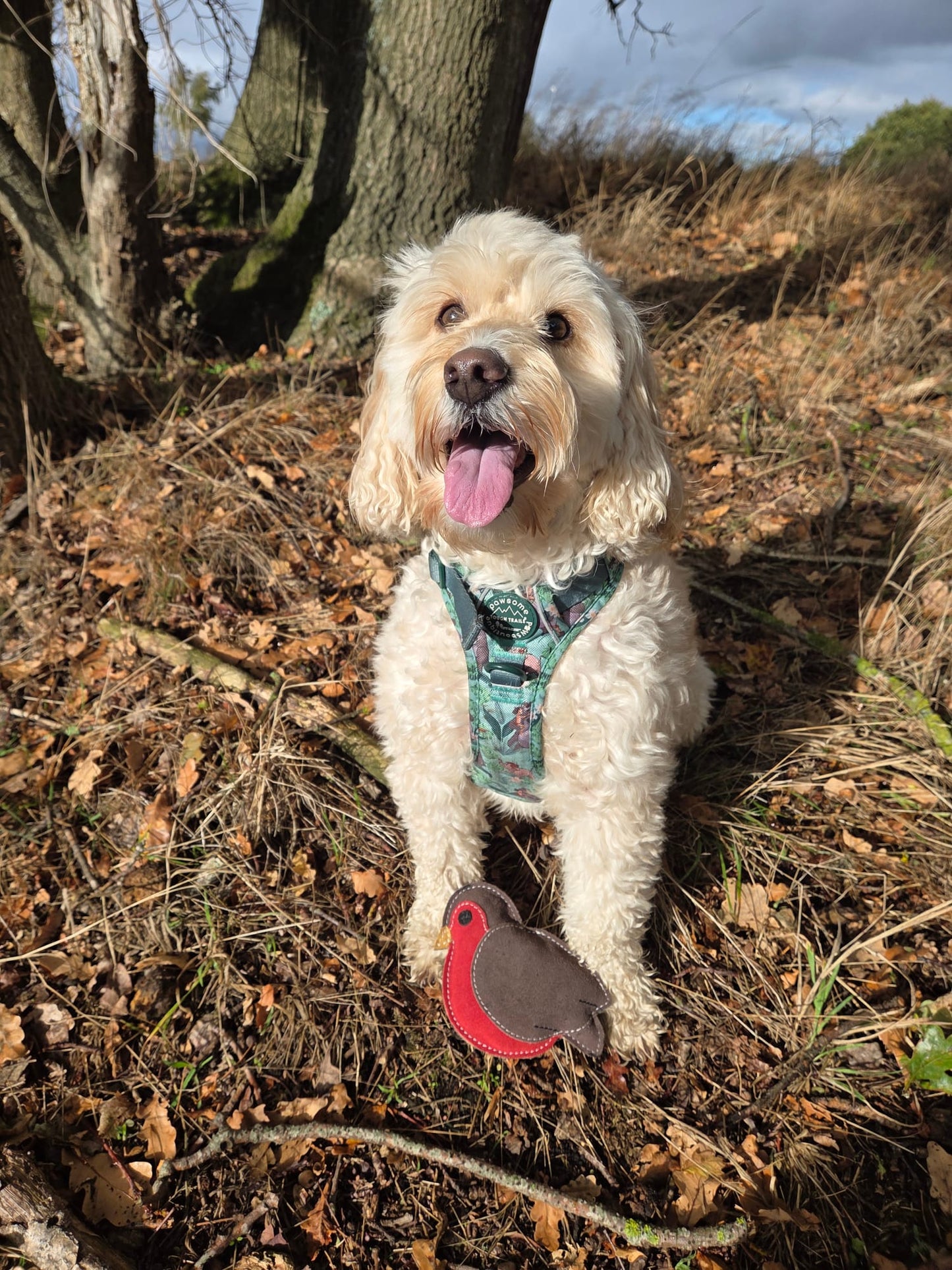 Rodney The Robin (Free Postage)