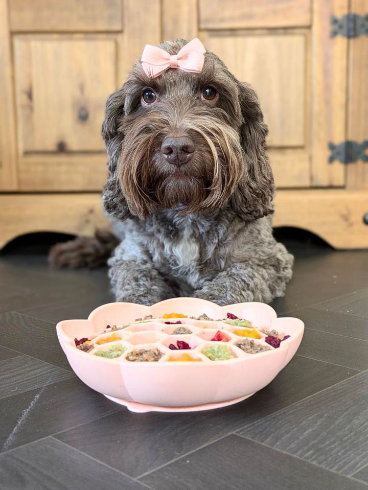 Honeycomb Enrichment Bowl (Free Postage)