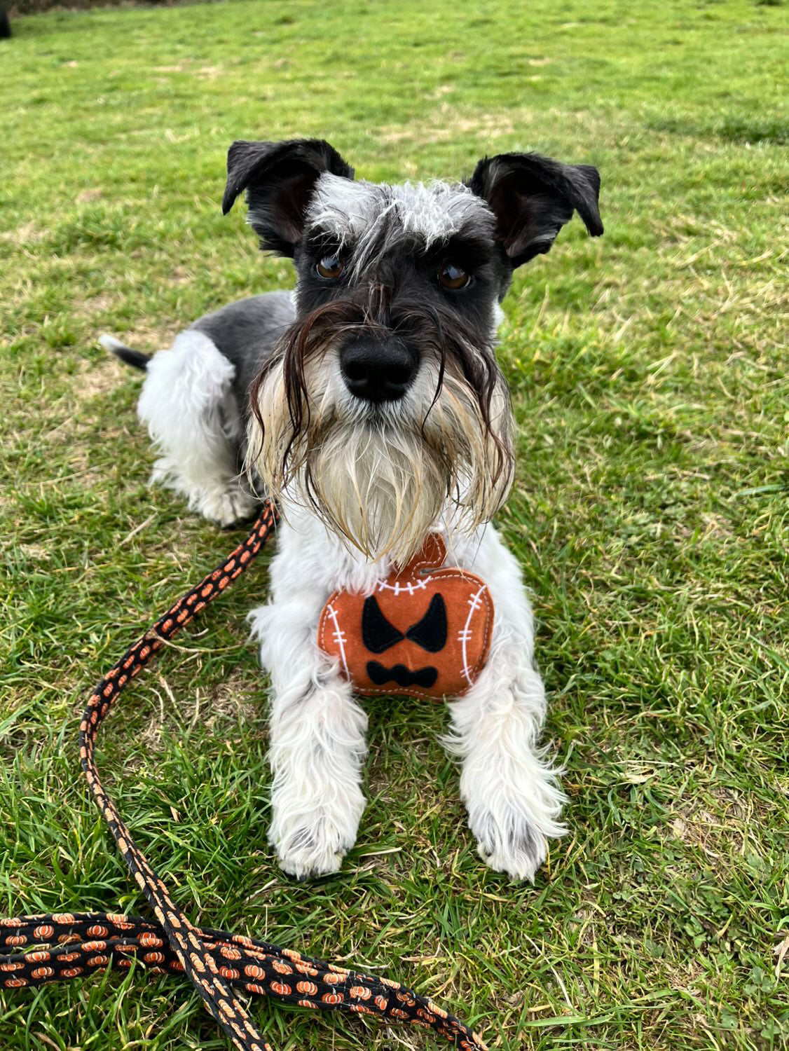 Jack The Lad Lantern (Free Postage)