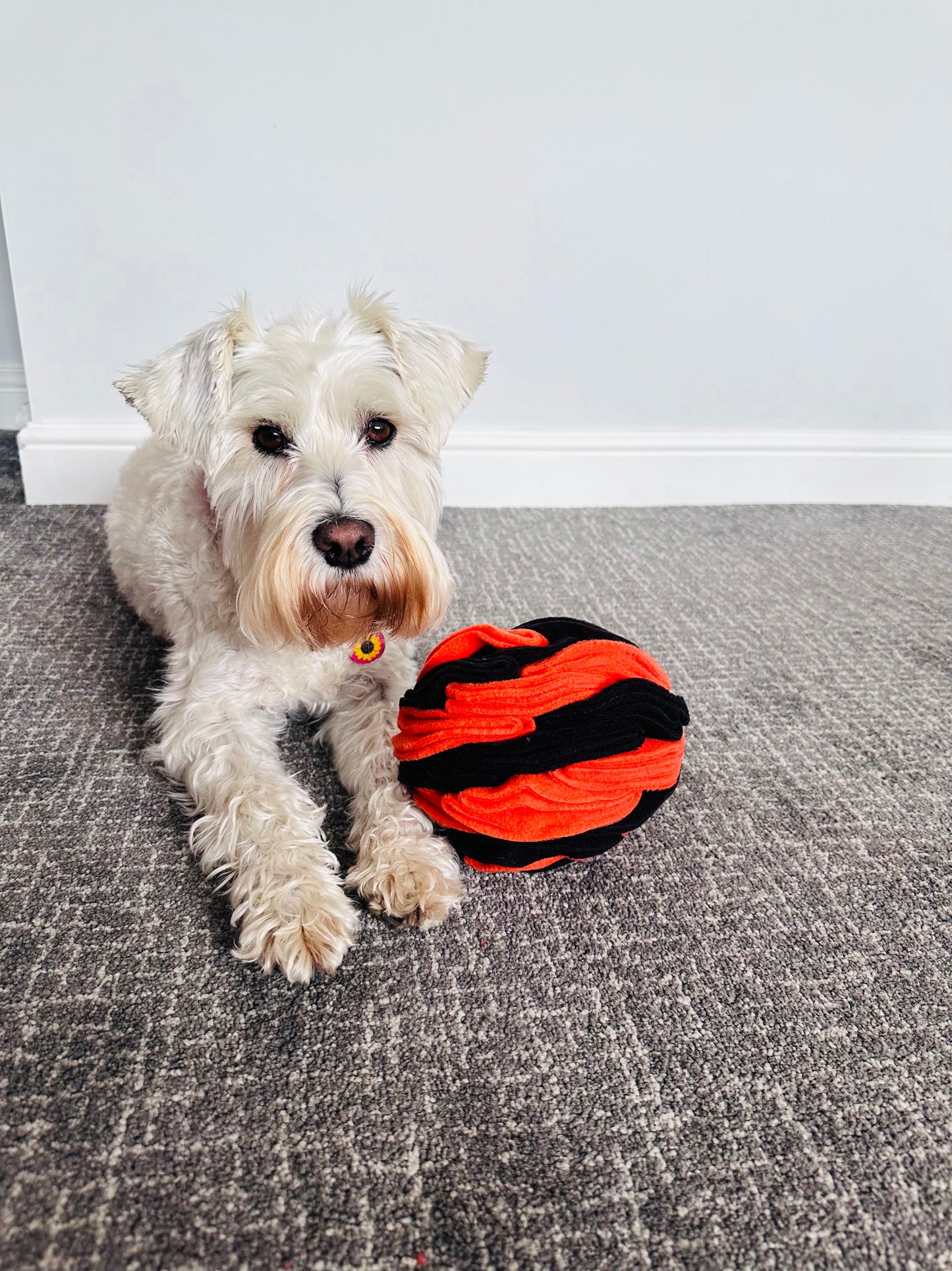Schnauzerfest Snuffle Ball available in 3 sizes (15% of this order will be donated to the Schnauzerfest charity)