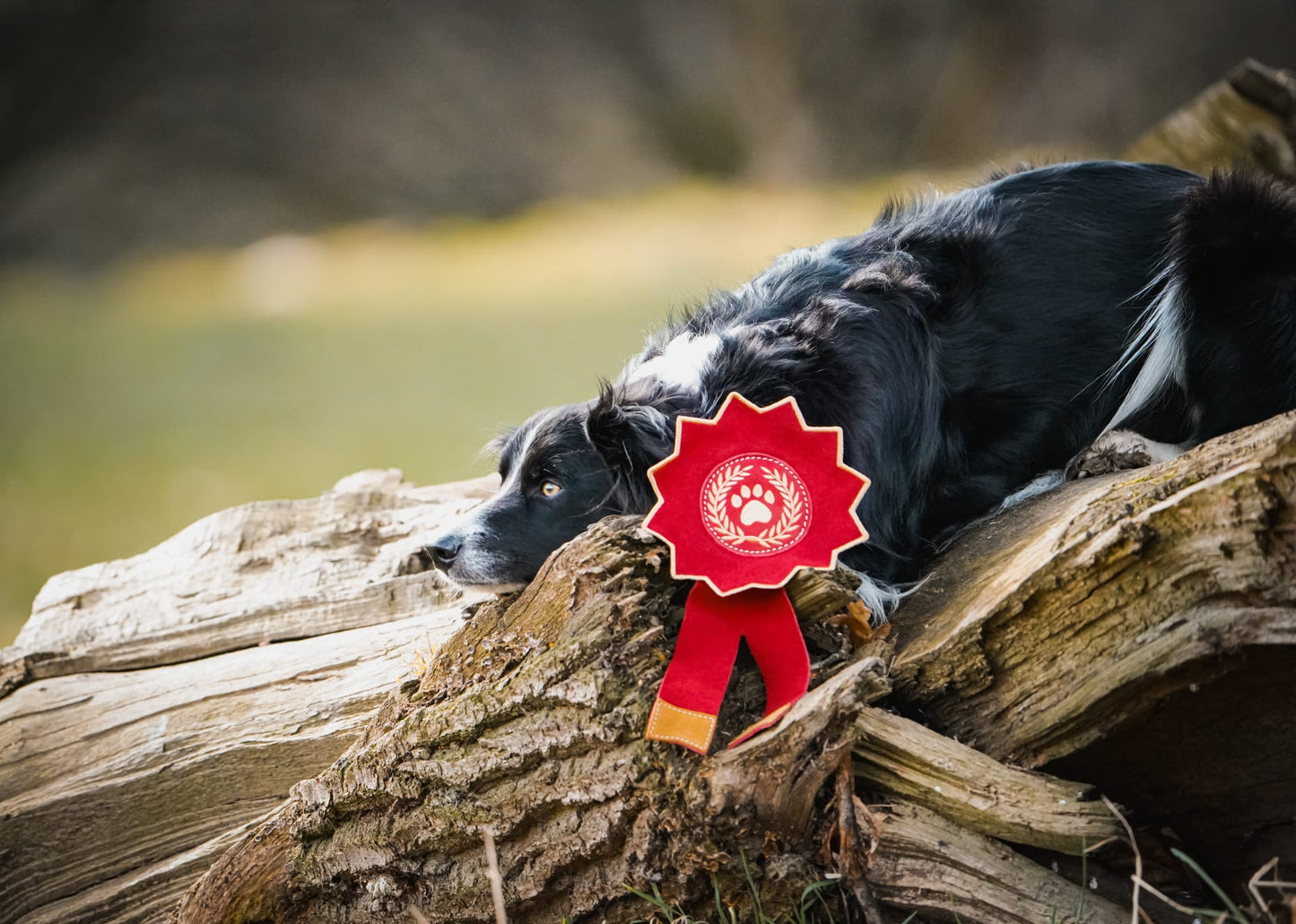 Everyone’s A Winner Rosette (Free Postage)