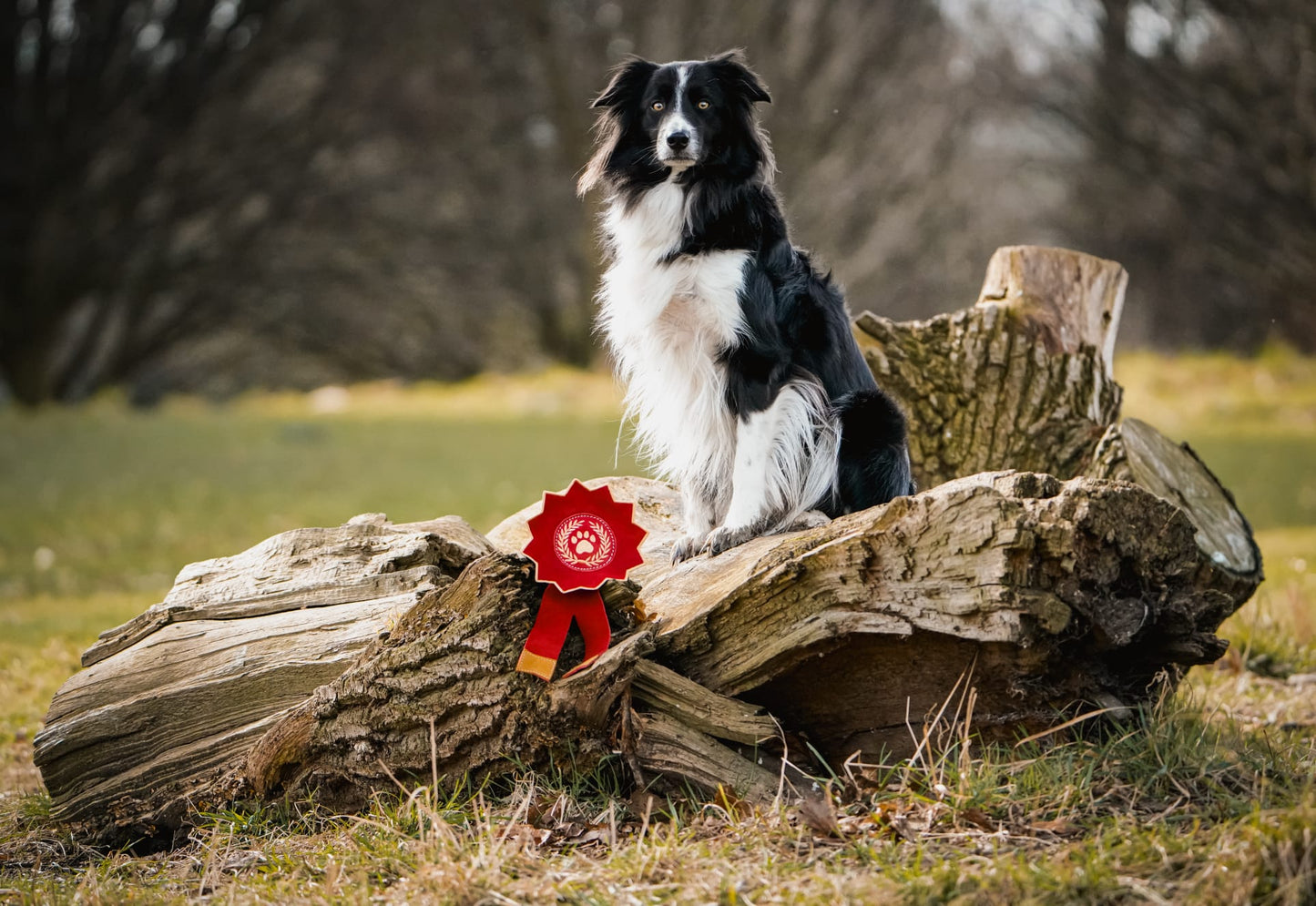 Everyone’s A Winner Rosette (Free Postage)