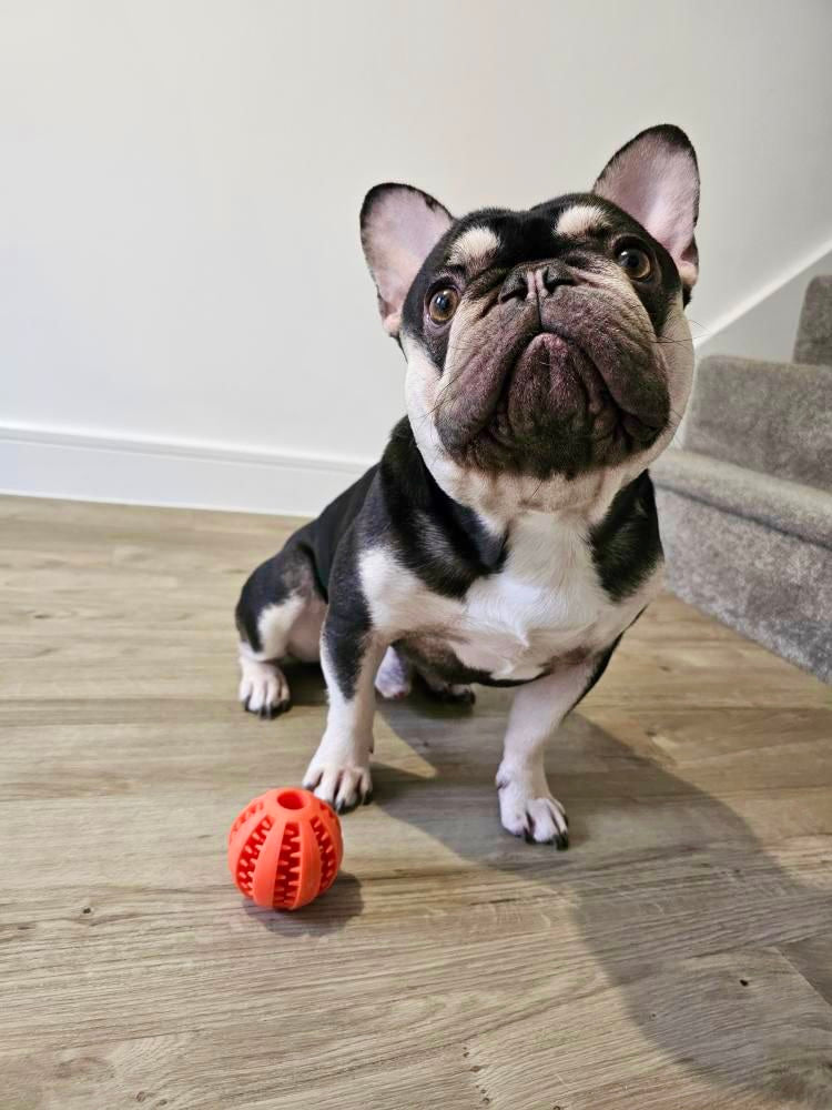 7cm Treat Ball (Free Postage)