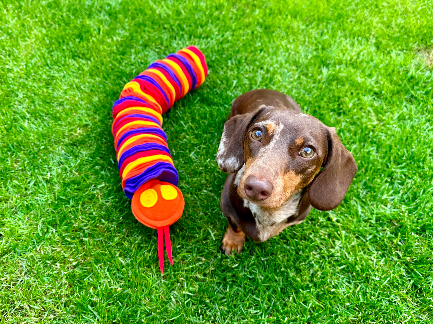 Custom Coloured Small Snuffle Snake (Free Postage)