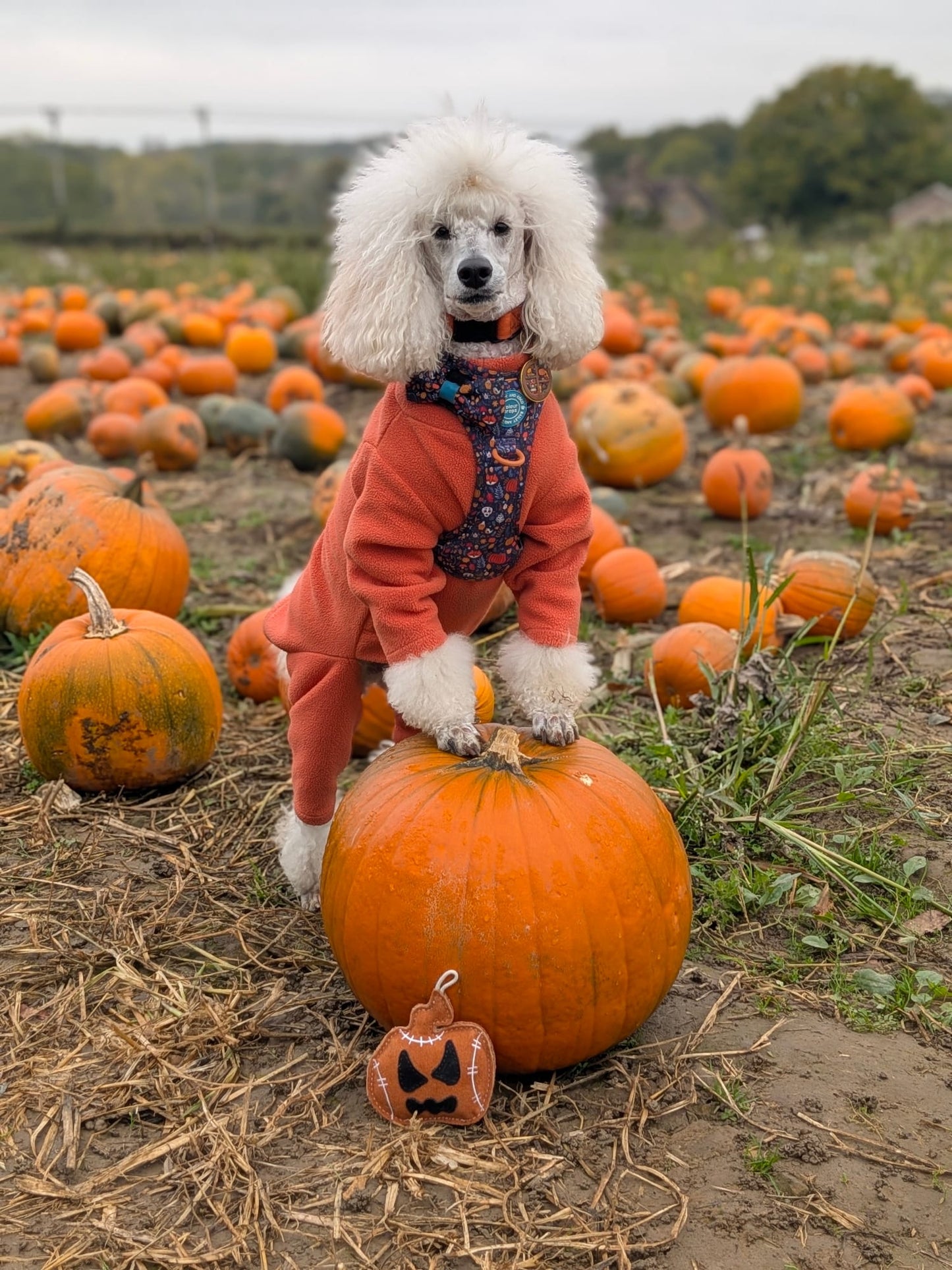 Jack The Lad Lantern (Free Postage)