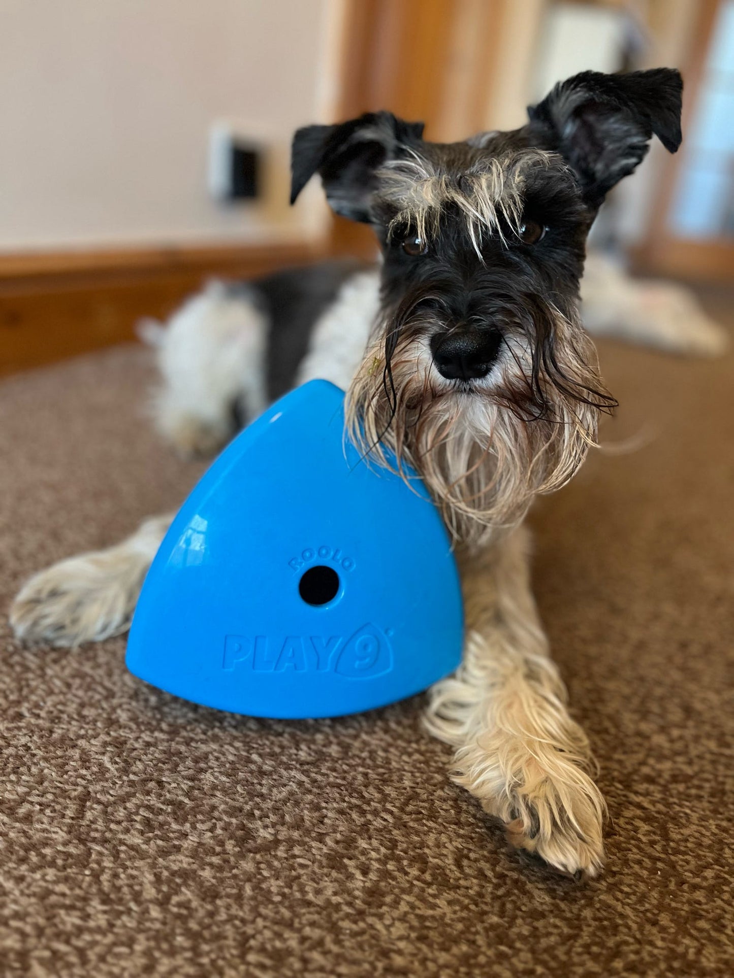 The Roolo Dog Treat Dispenser (free postage)