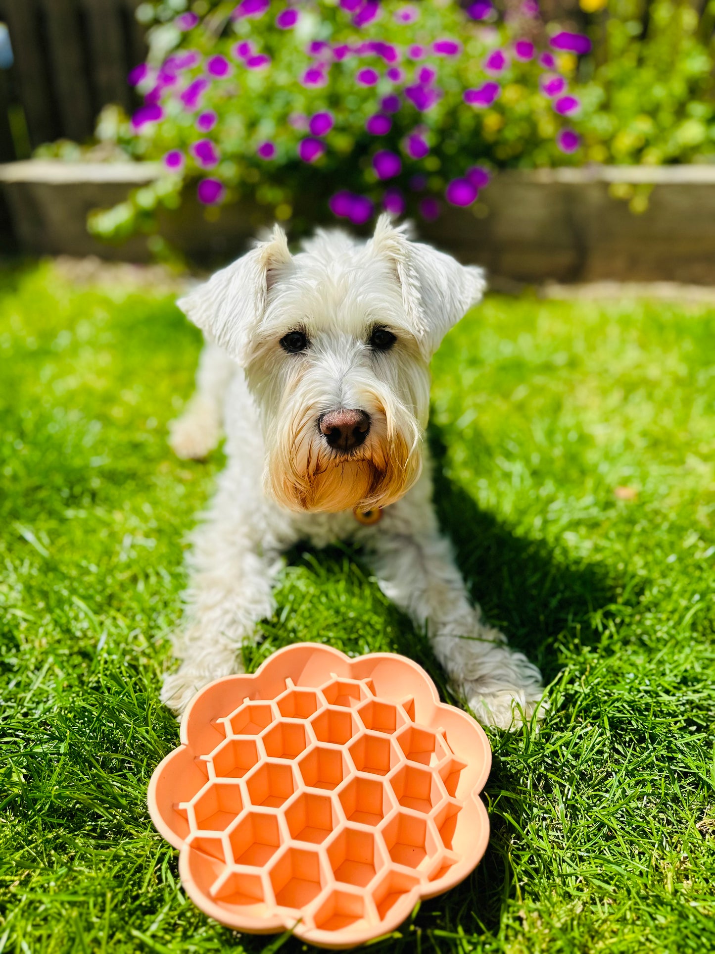 Honeycomb Enrichment Bowl (Free Postage)