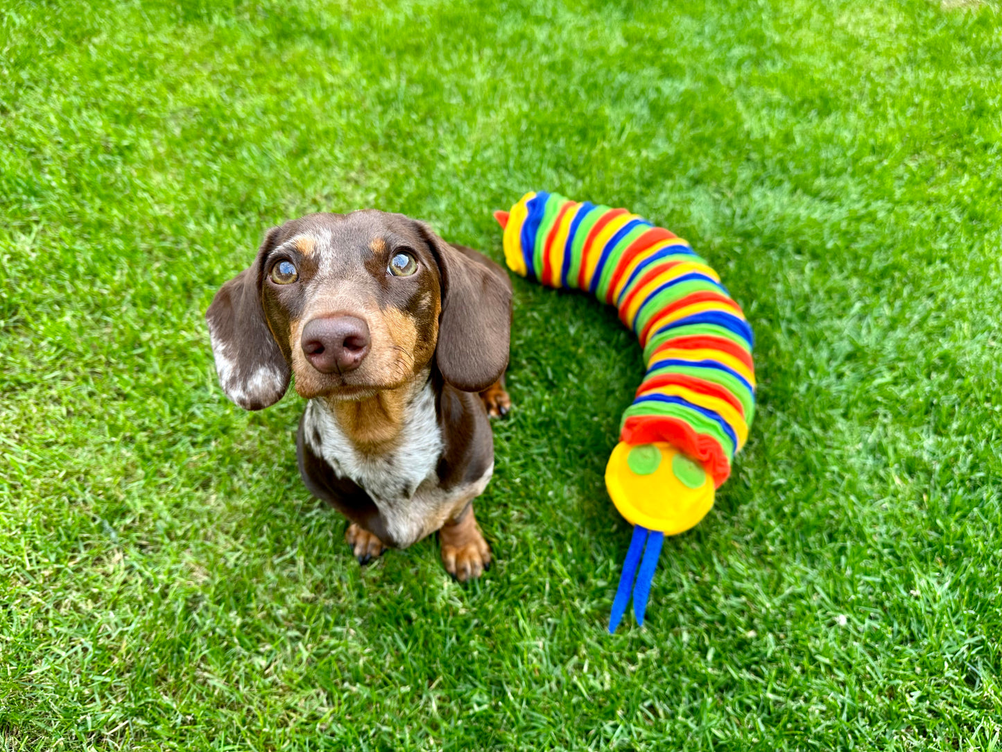 Custom Coloured Small Snuffle Snake (Free Postage)