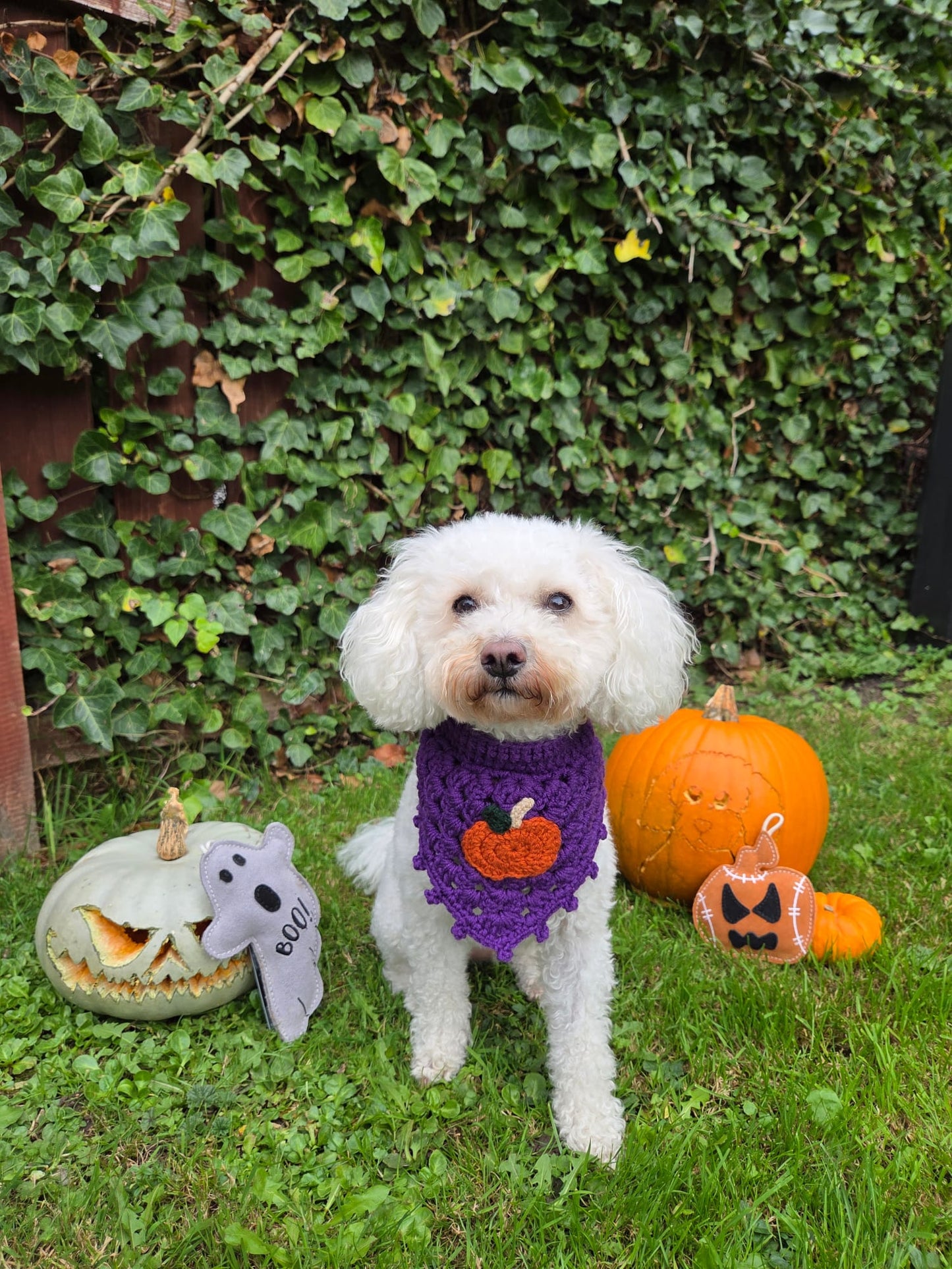 Boo Paul (Free Postage)