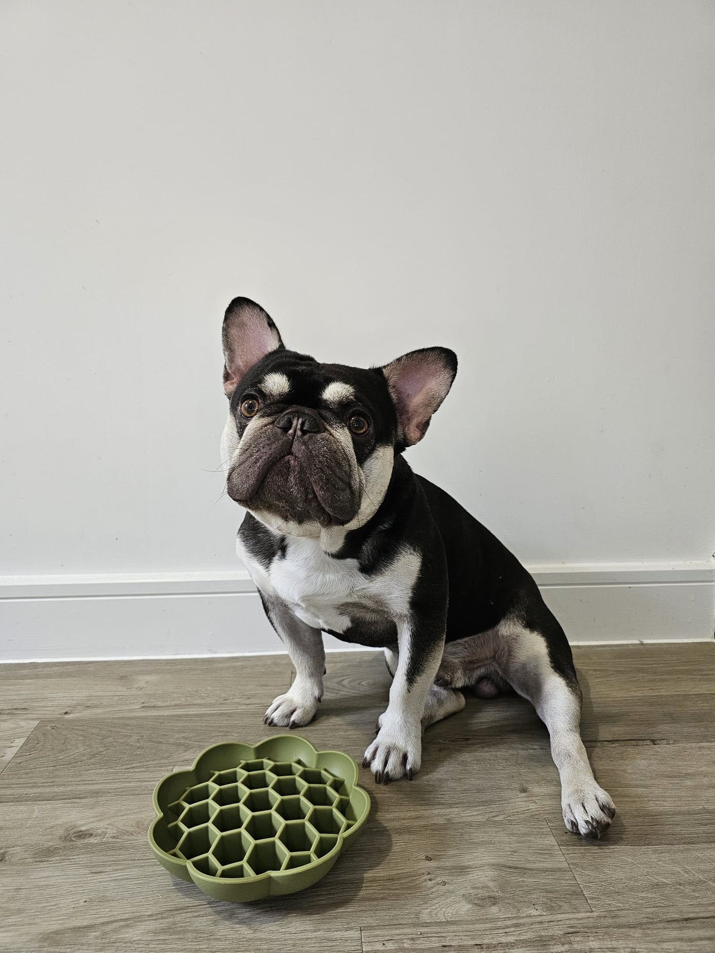 Honeycomb Enrichment Bowl (Free Postage)