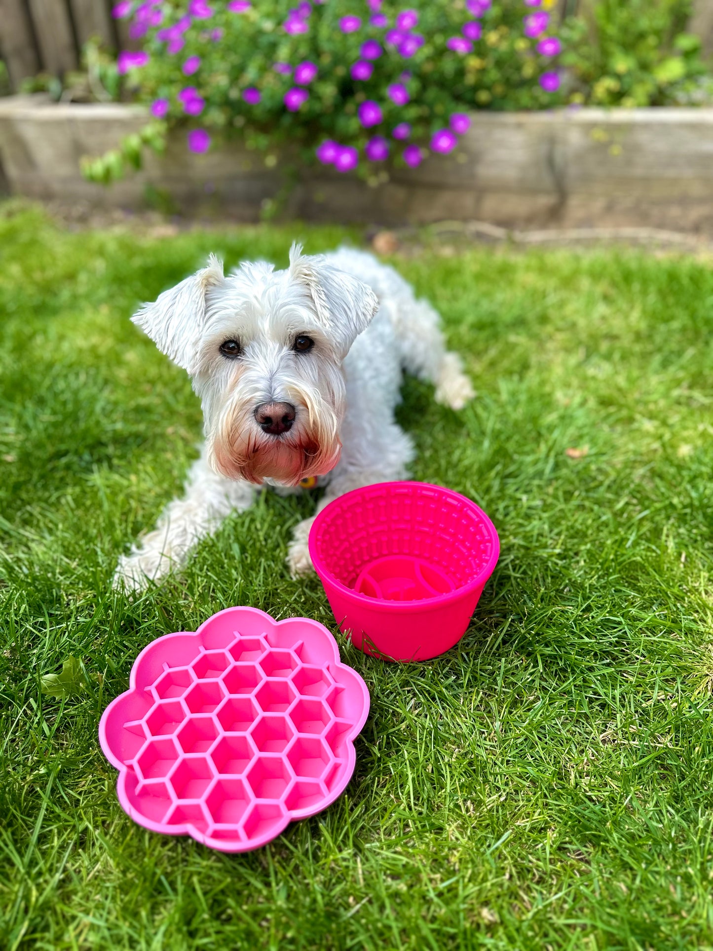 Honeycomb Enrichment Bowl (Free Postage)