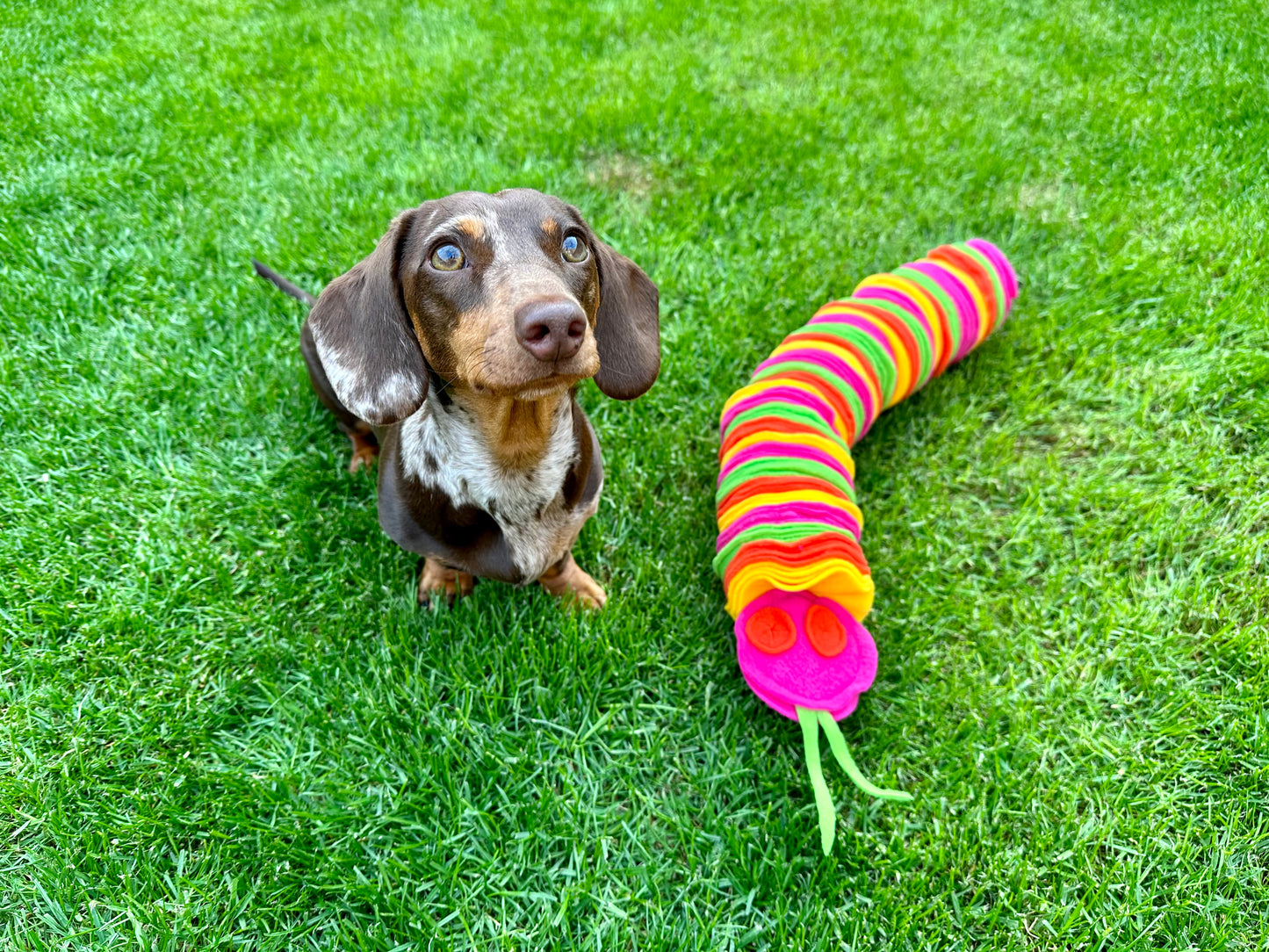 Custom Coloured Small Snuffle Snake (Free Postage)
