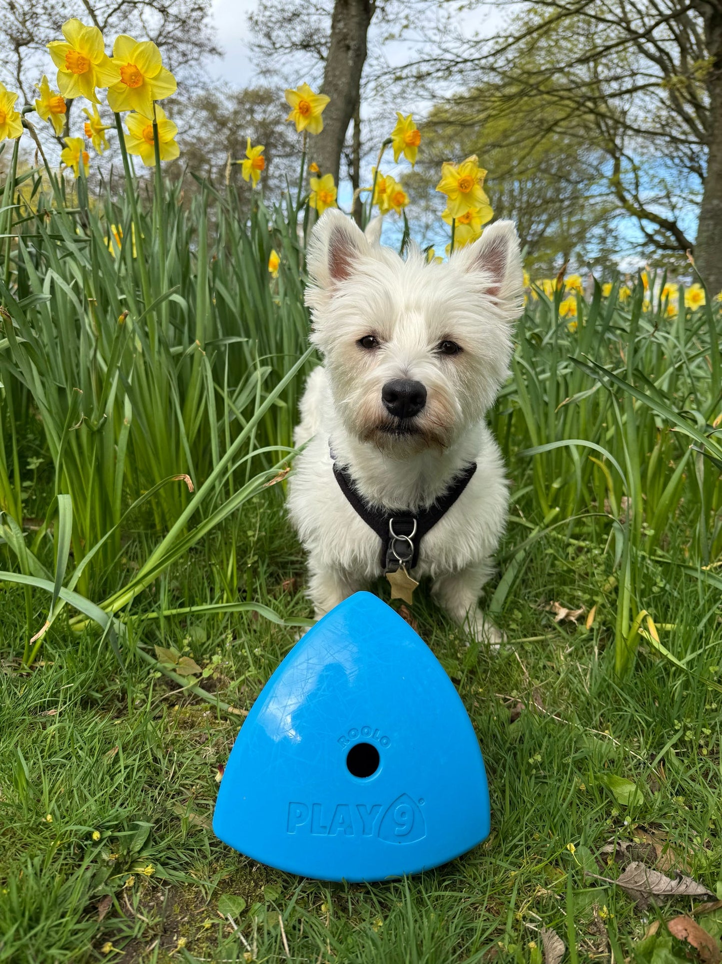 The Roolo Dog Treat Dispenser (free postage)