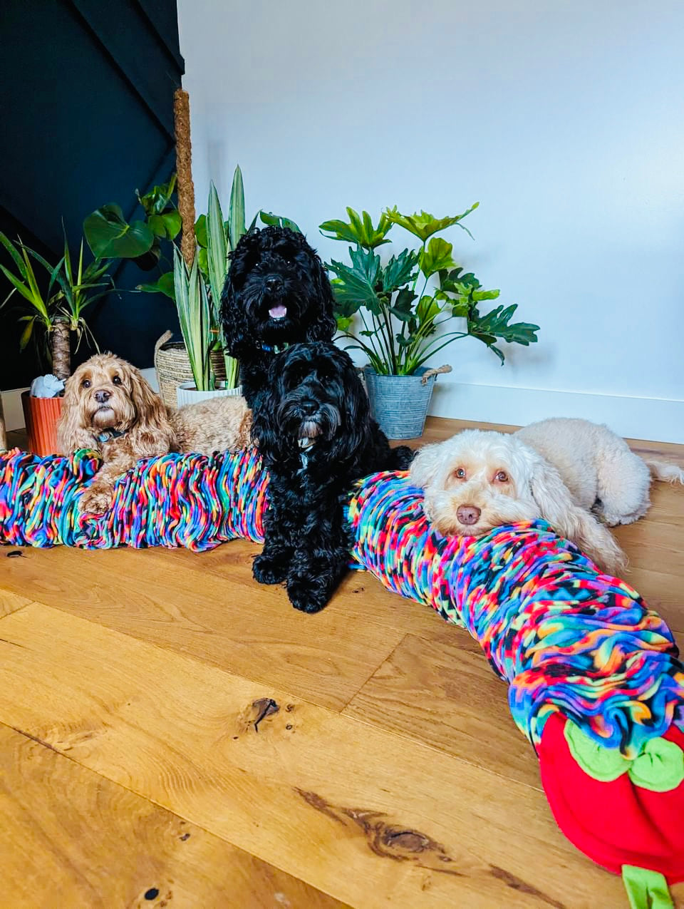 The 1.5 Metre Snuffle Anaconda (Free Postage)