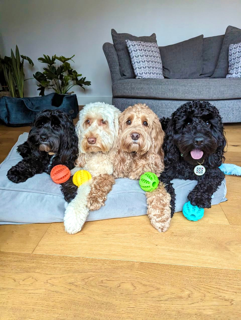 7cm Treat Ball (Free Postage)
