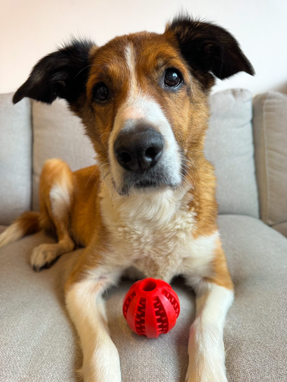 7cm Treat Ball (Free Postage)