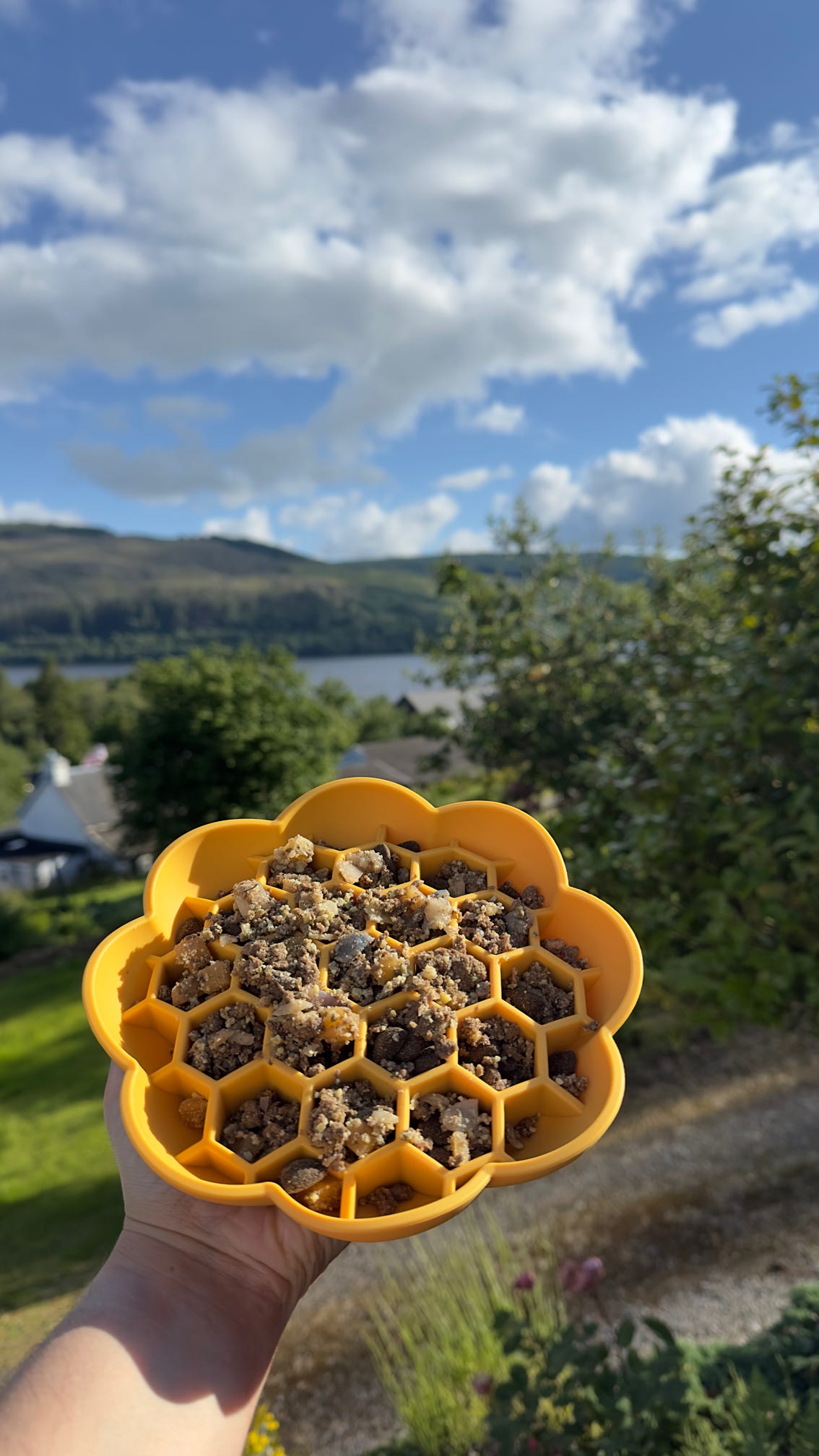 Honeycomb Enrichment Bowl (Free Postage)