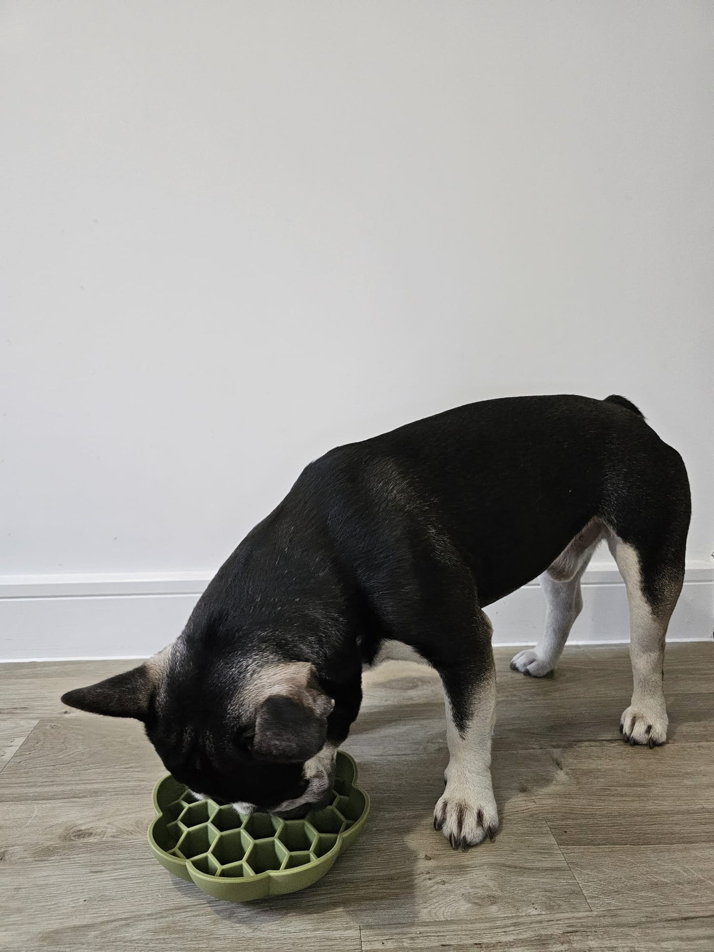 Honeycomb Enrichment Bowl (Free Postage)