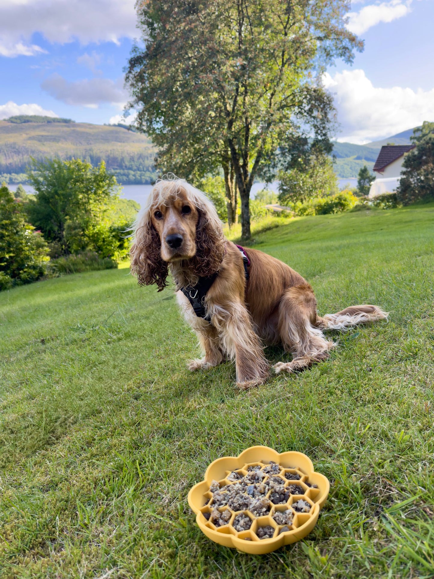 Honeycomb Enrichment Bowl (Free Postage)