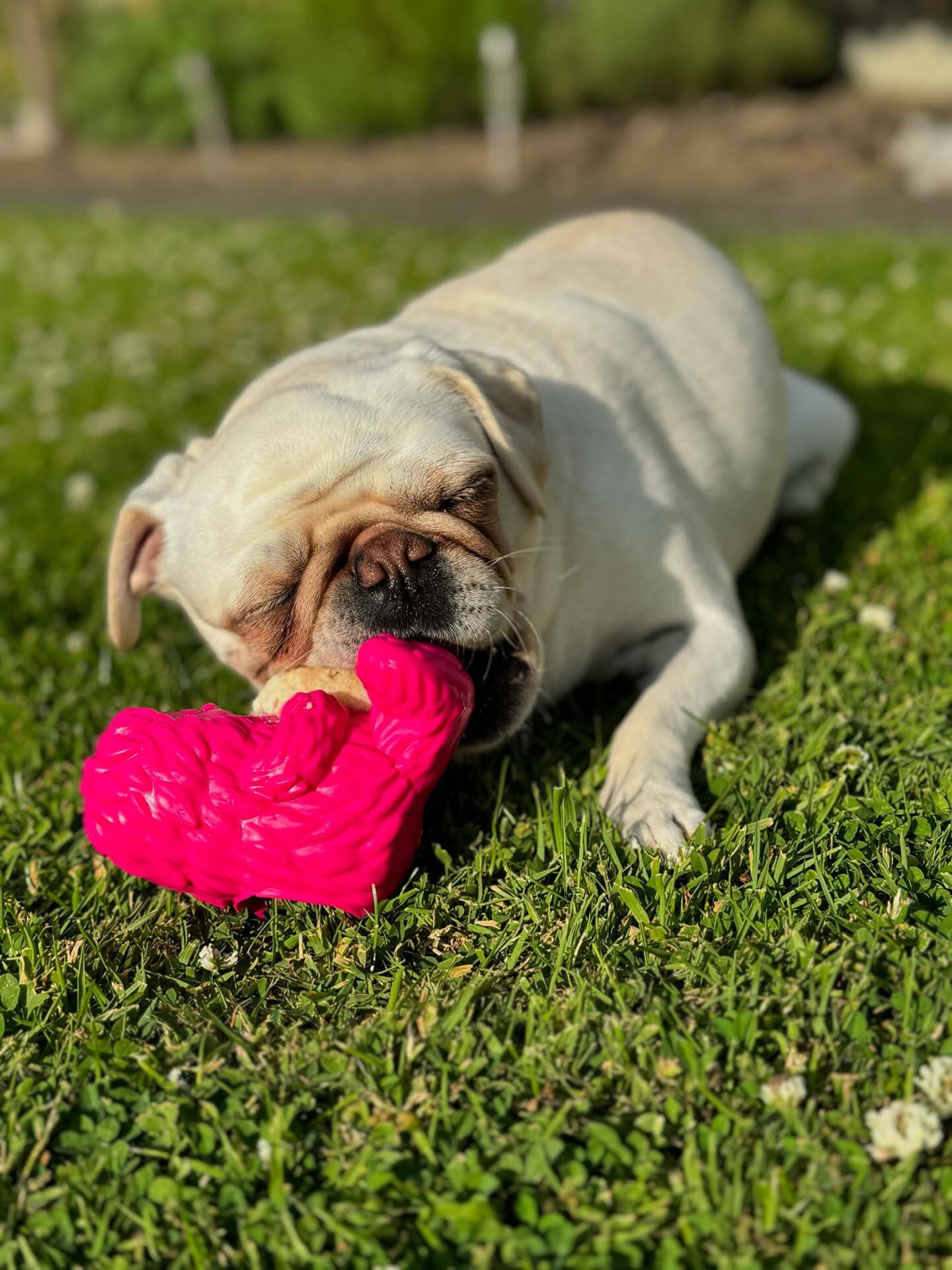 Dogsee Yeti Treat Toy, 3 colours available (Free Postage)