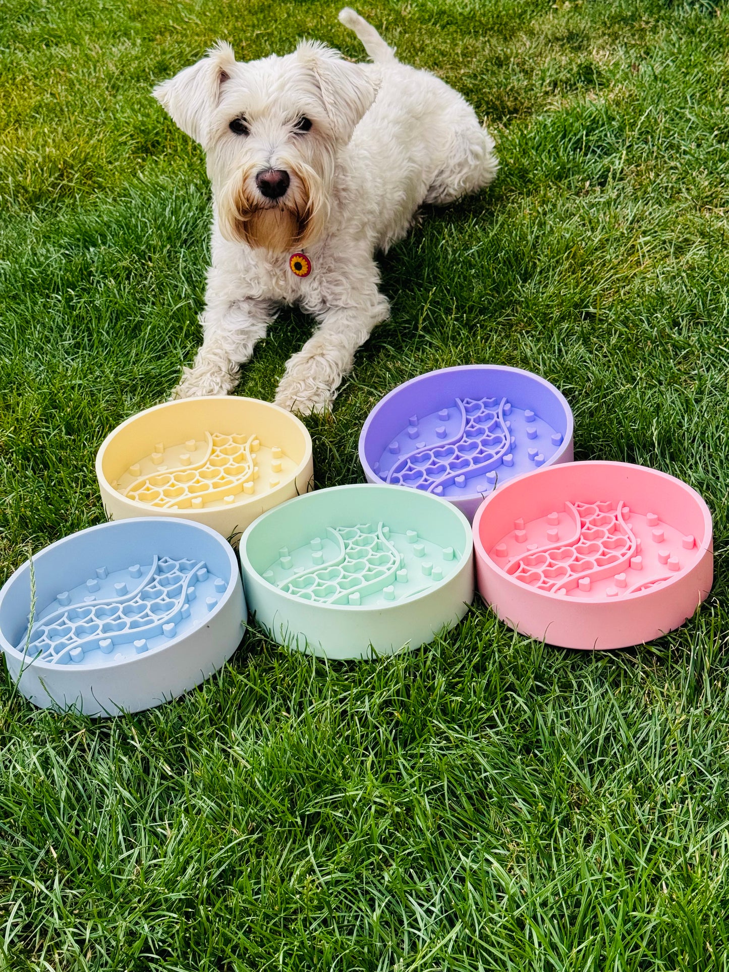 Heart Enrichment Bowl (Free Postage)
