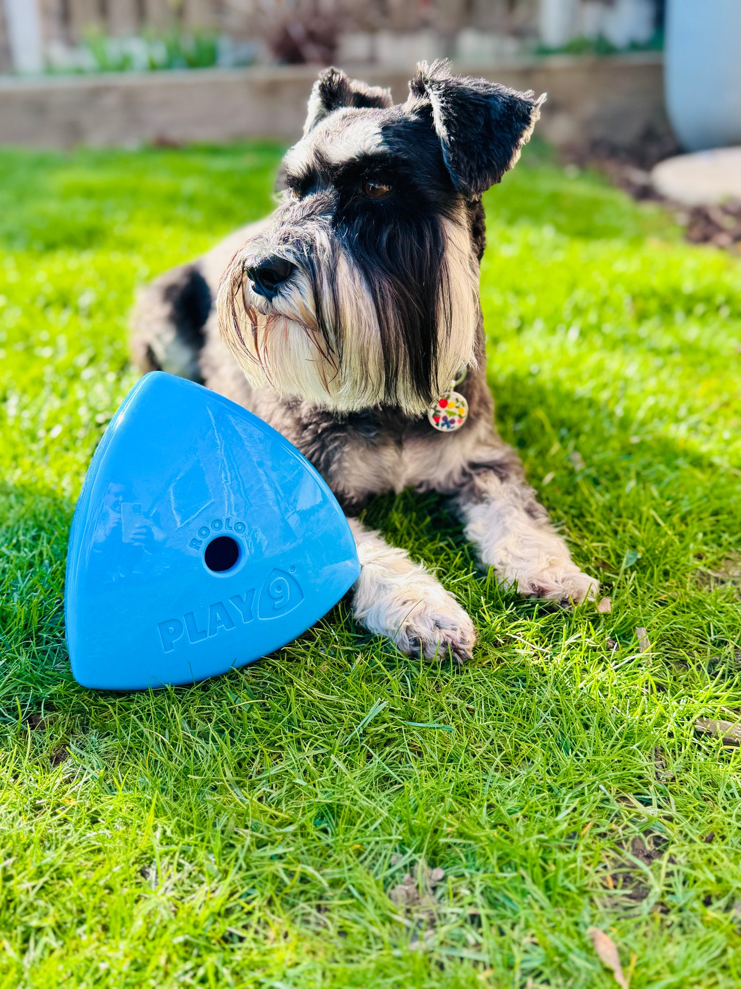 The Roolo Dog Treat Dispenser (free postage)