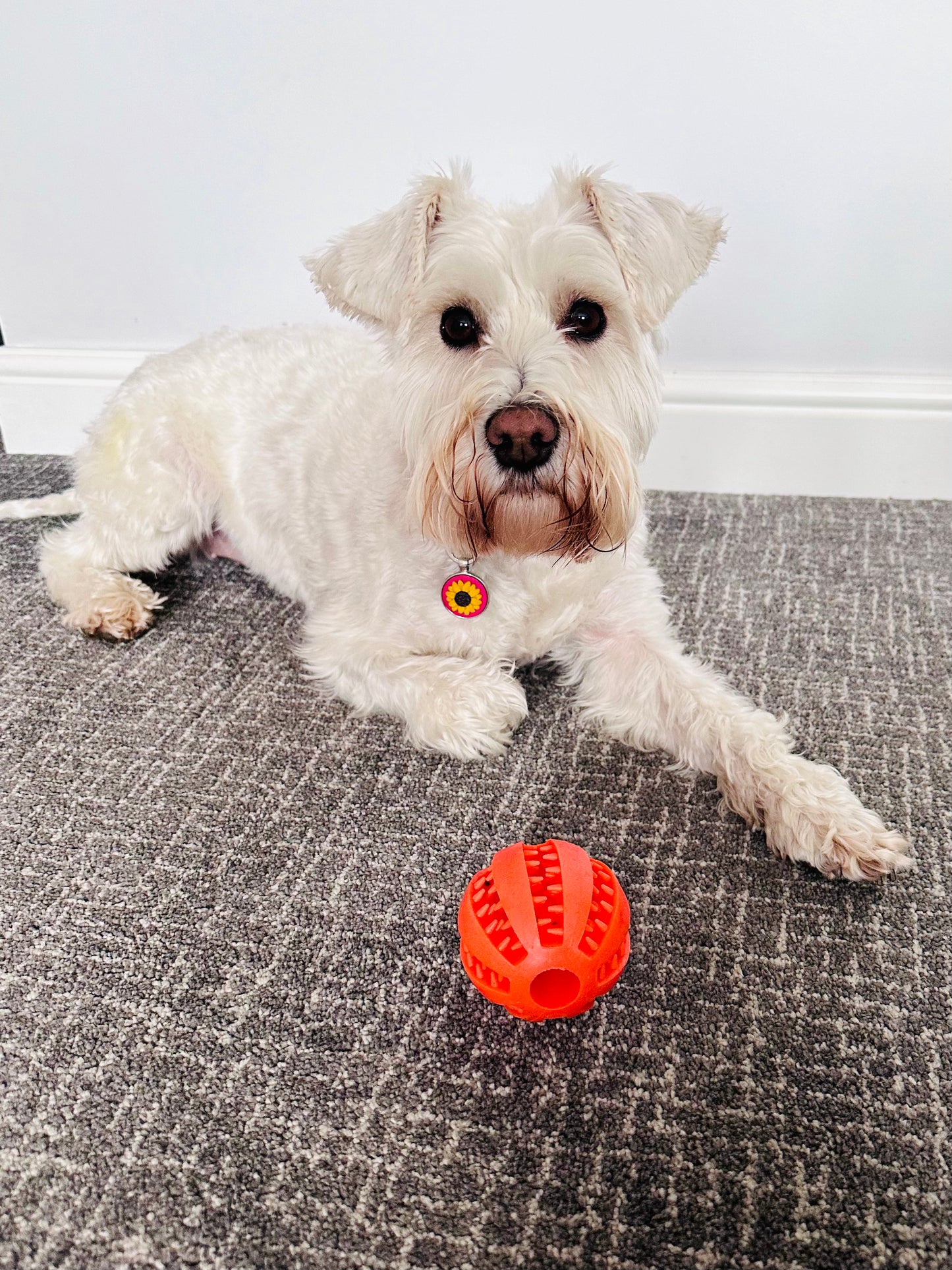 7cm Treat Ball (Free Postage)