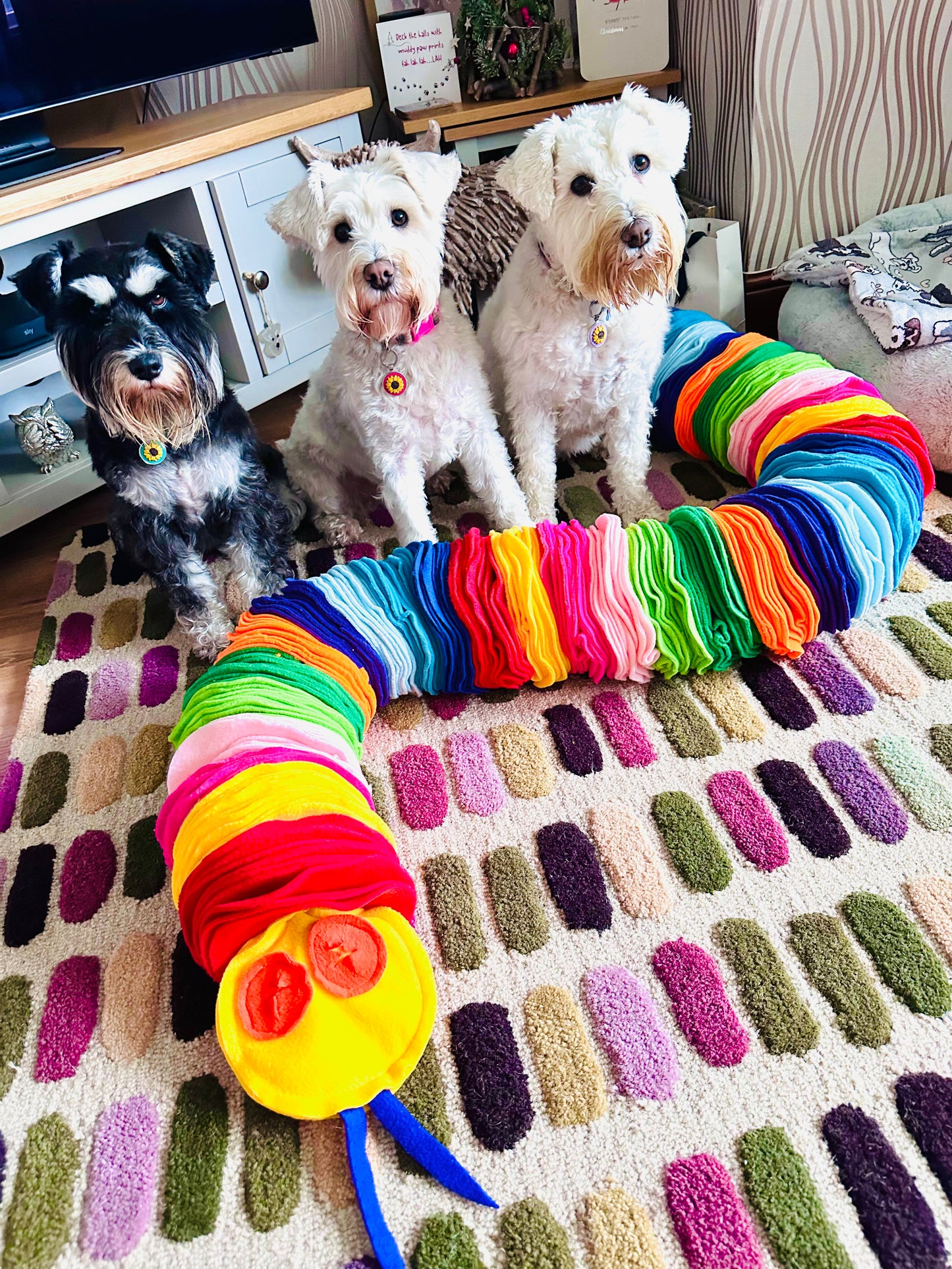 The 1.5 Metre Custom Coloured Snuffle Anaconda (Free Postage)