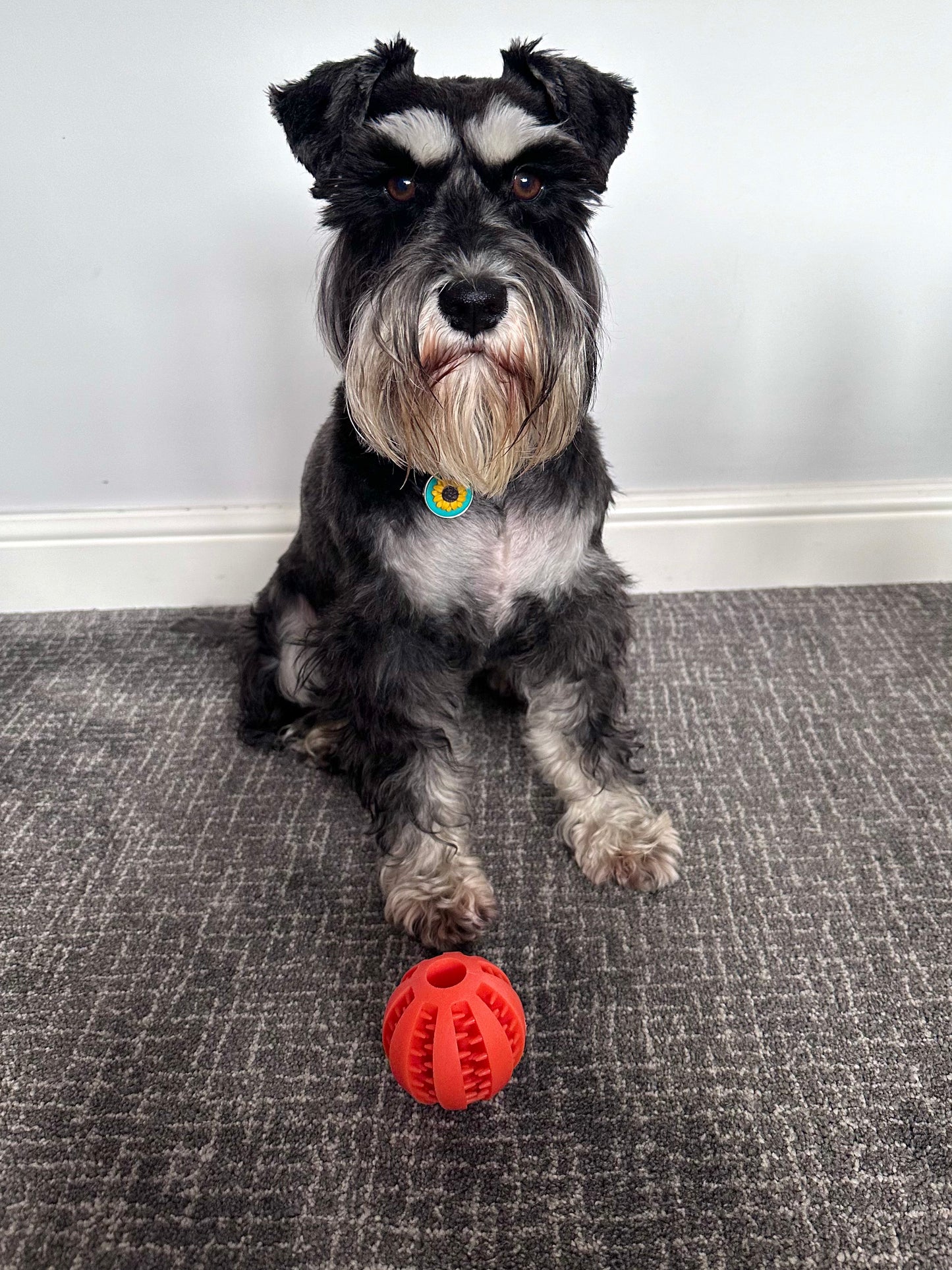 7cm Treat Ball (Free Postage)