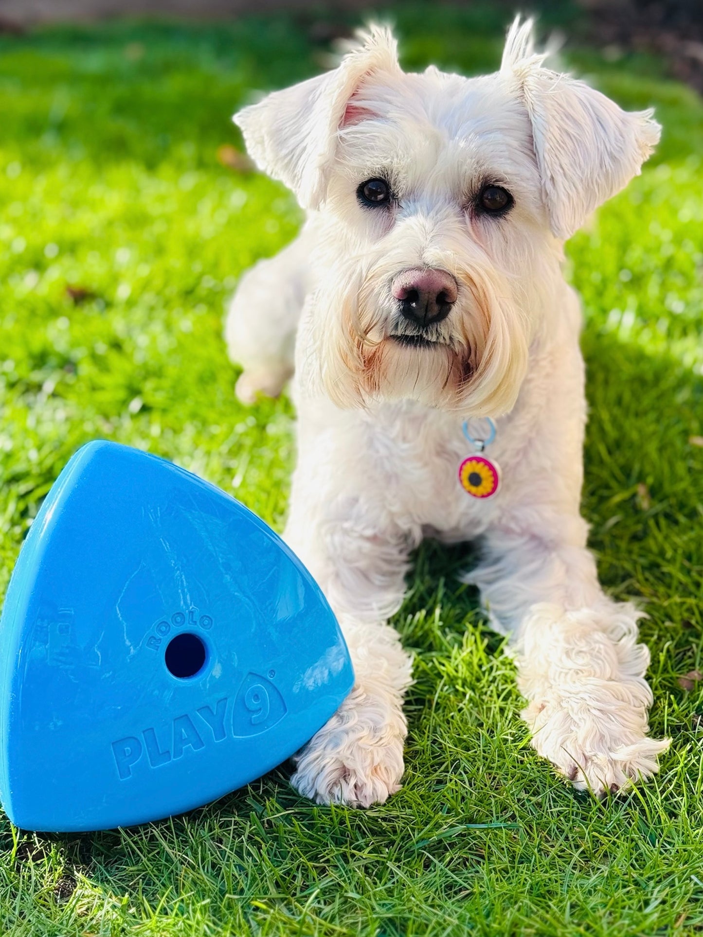 The Roolo Dog Treat Dispenser (free postage)