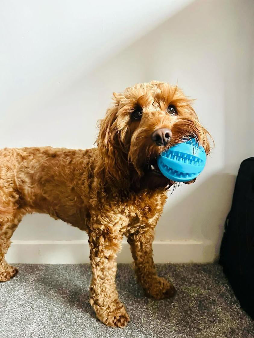 7cm Treat Ball (Free Postage)