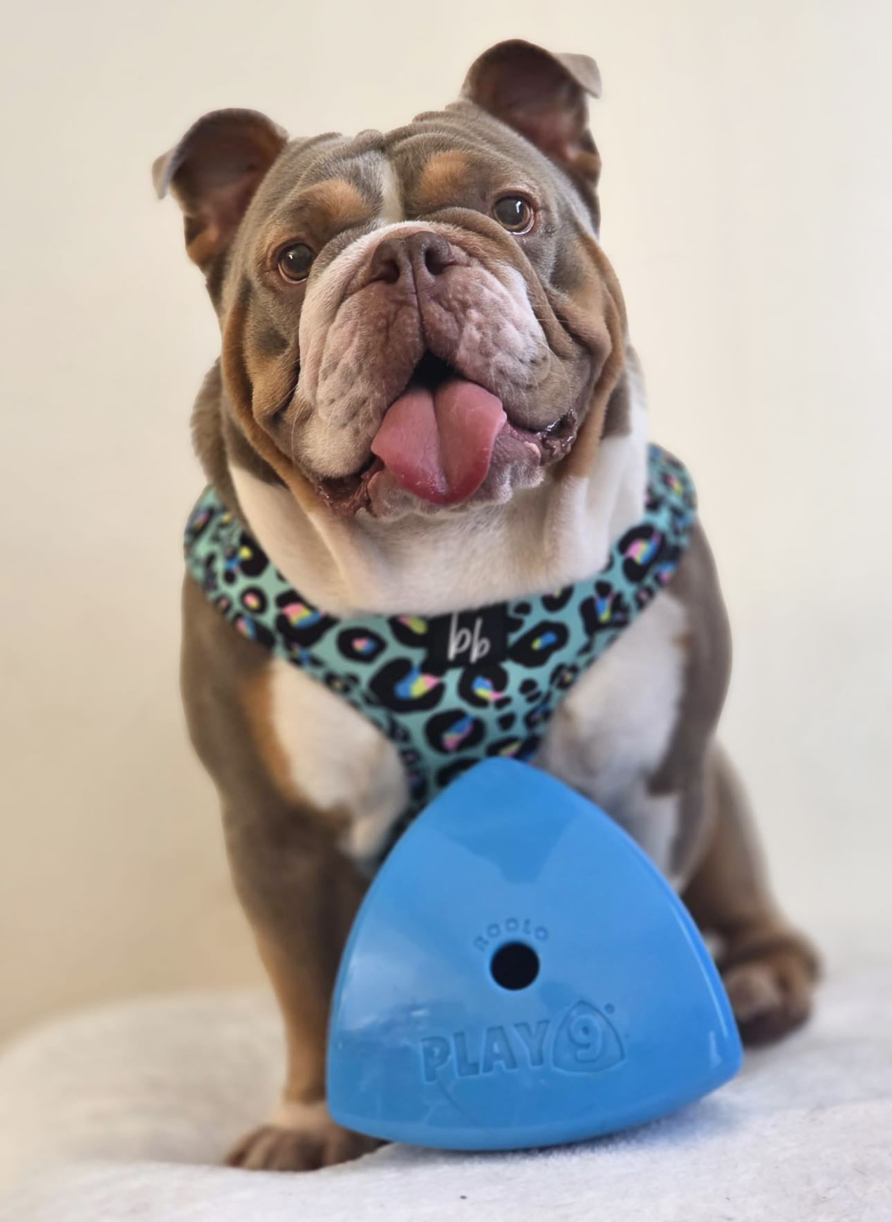 The Roolo Dog Treat Dispenser (free postage)