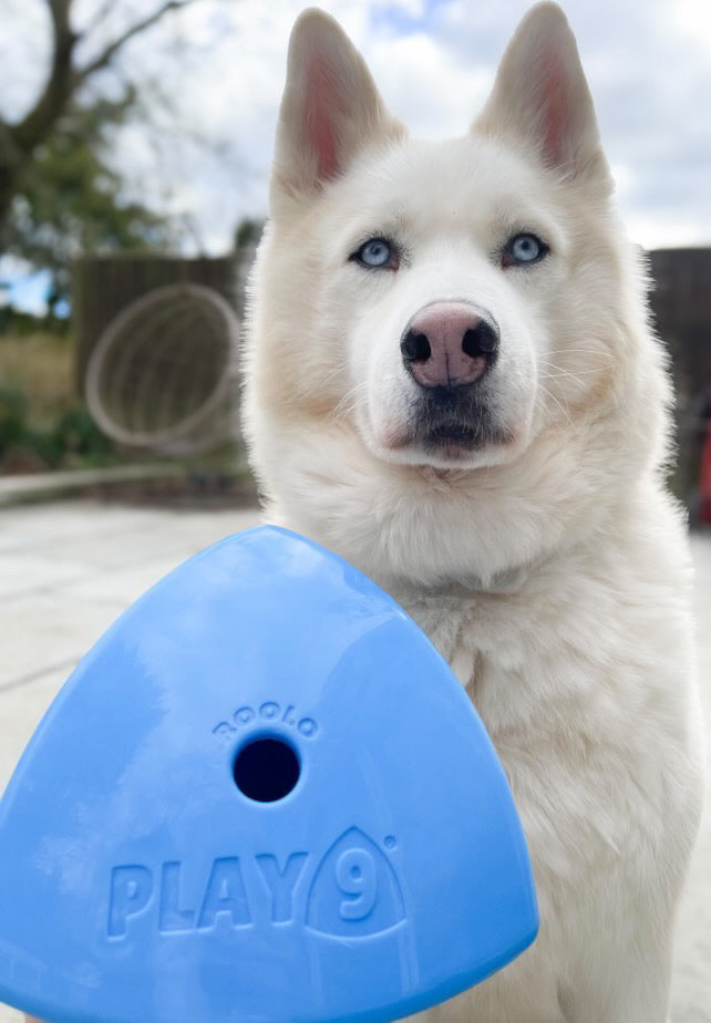 The Roolo Dog Treat Dispenser (free postage)