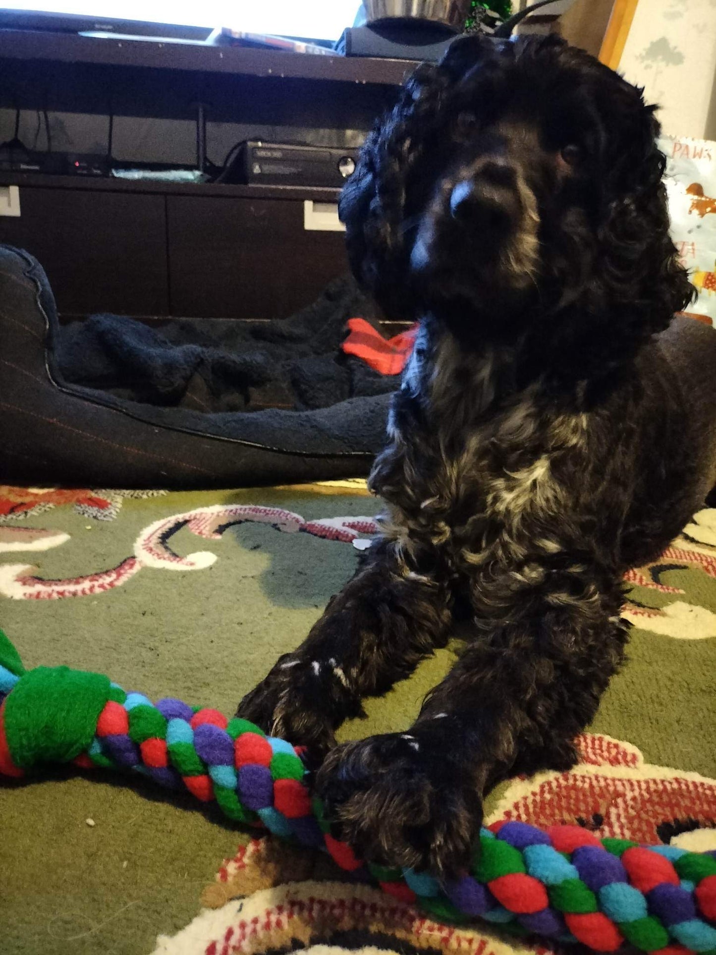 Custom Coloured Dog Tugs 3 Sizes Available