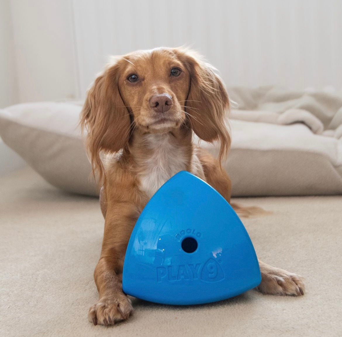 The Roolo Dog Treat Dispenser (free postage)