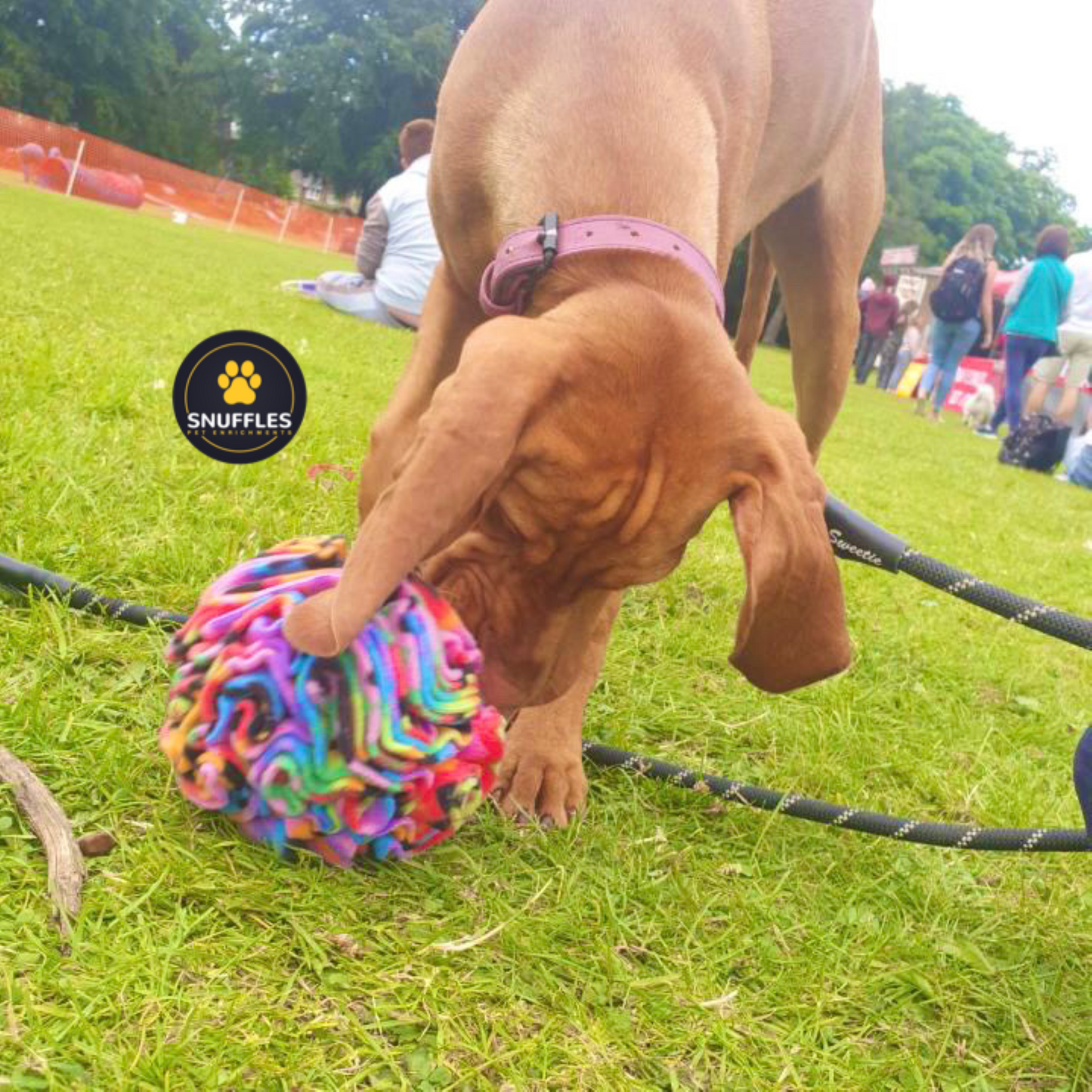 Medium Snuffle Ball For Dogs, 10 Colour Options Available