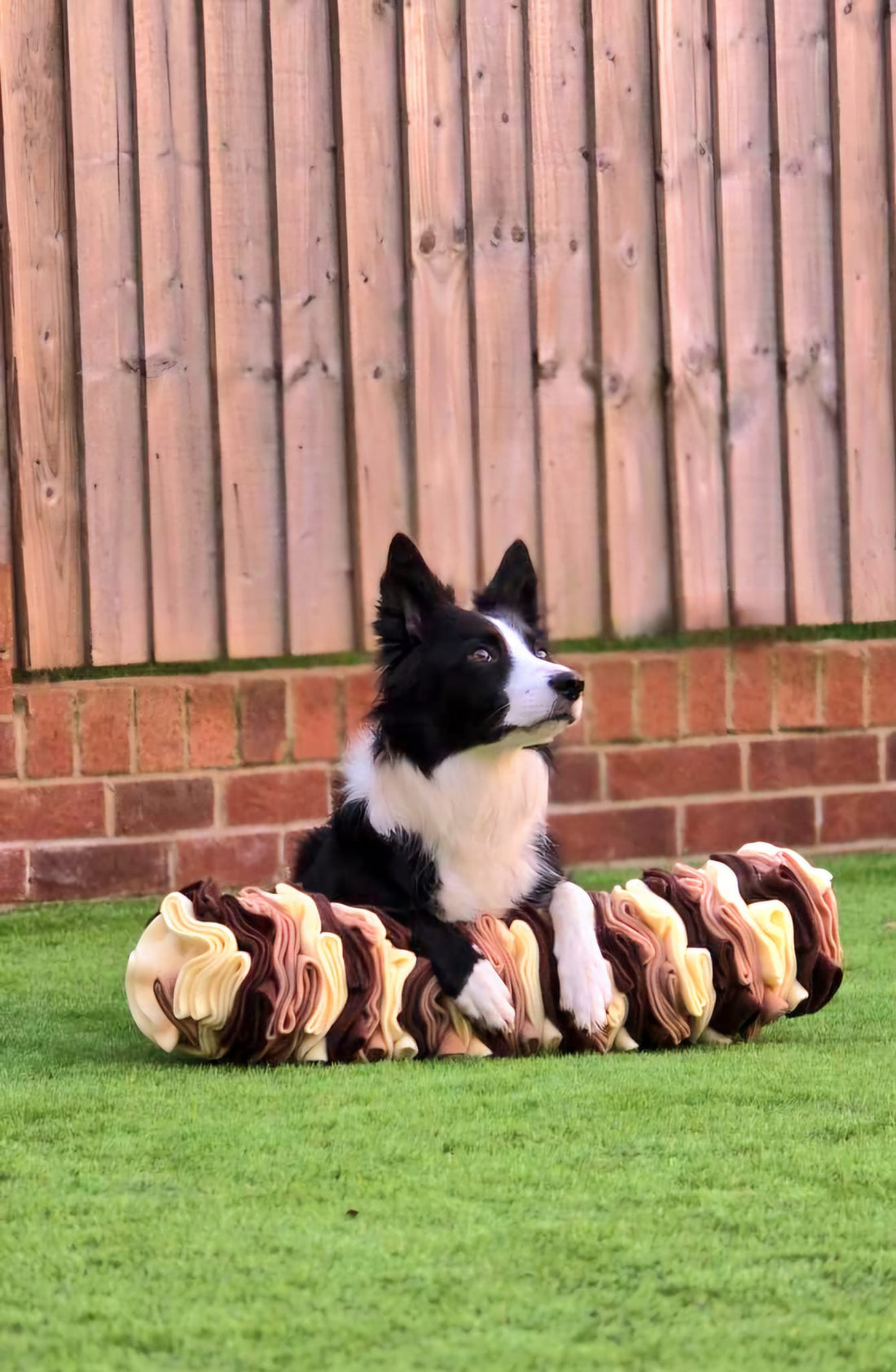 Beyond the Bowl: Innovative Ways to Enrich Your Pet's Life and Strengthen Your Bond