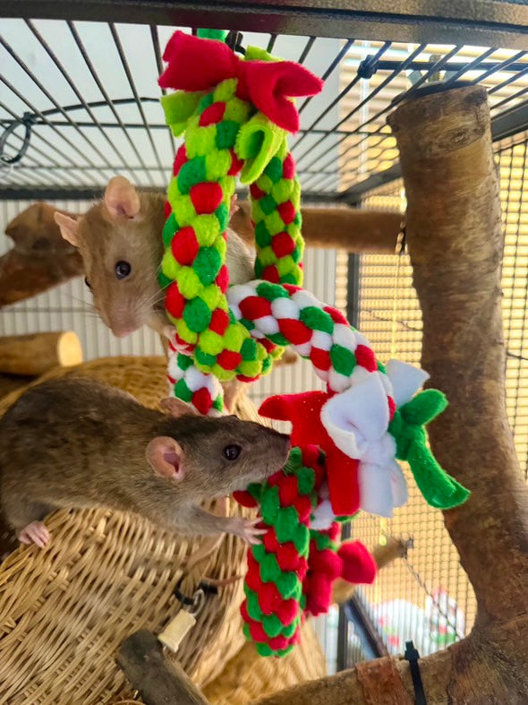 Exploring the Top Enrichment Items for Your Curious Rats