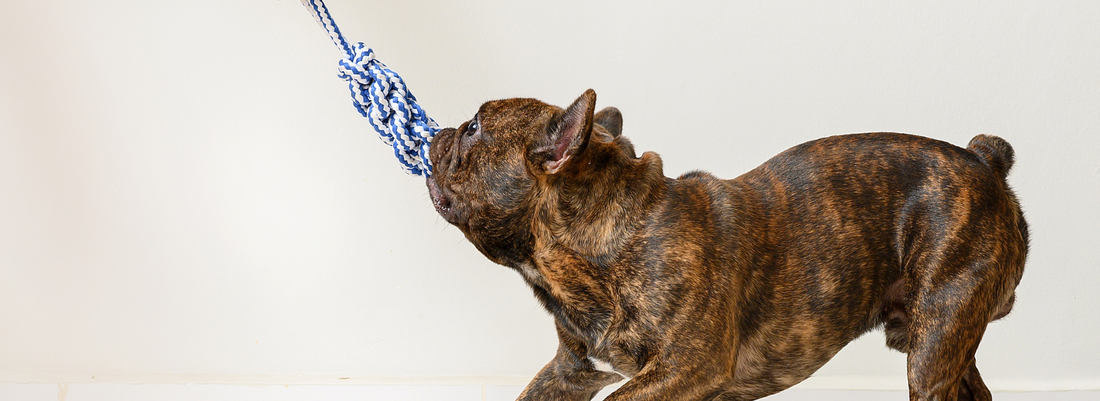 Beyond the Bowl: Innovative Ways to Enrich Your Pet's Life and Strengthen Your Bond