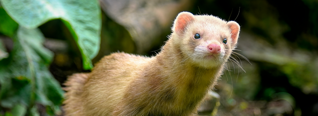 Treats That'll Have Your Furry Ferret Begging for More!