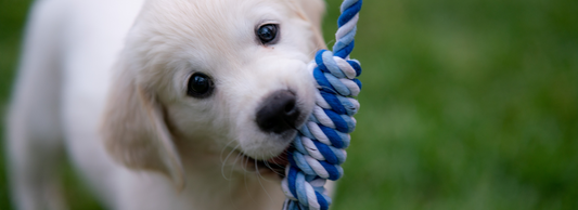 Soothing Your Puppy: Unlocking Tranquility with Puppy Enrichment Products