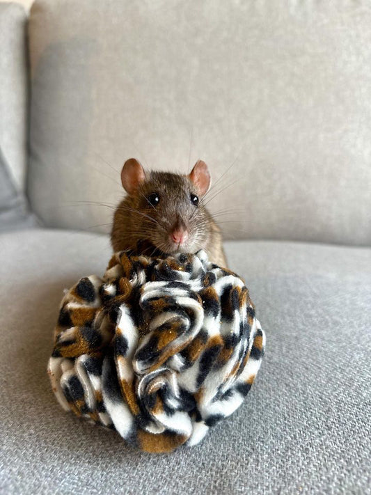 Tiny Paws, Big World: A Guide to Optimal Rat Care