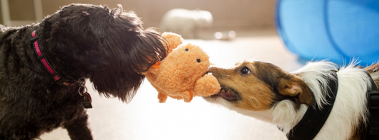 Enhance Your Dog's Daily Life: 21 Clever Tricks for Joy and Brilliance